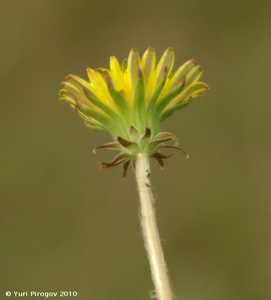 Image of genus Taraxacum specimen.