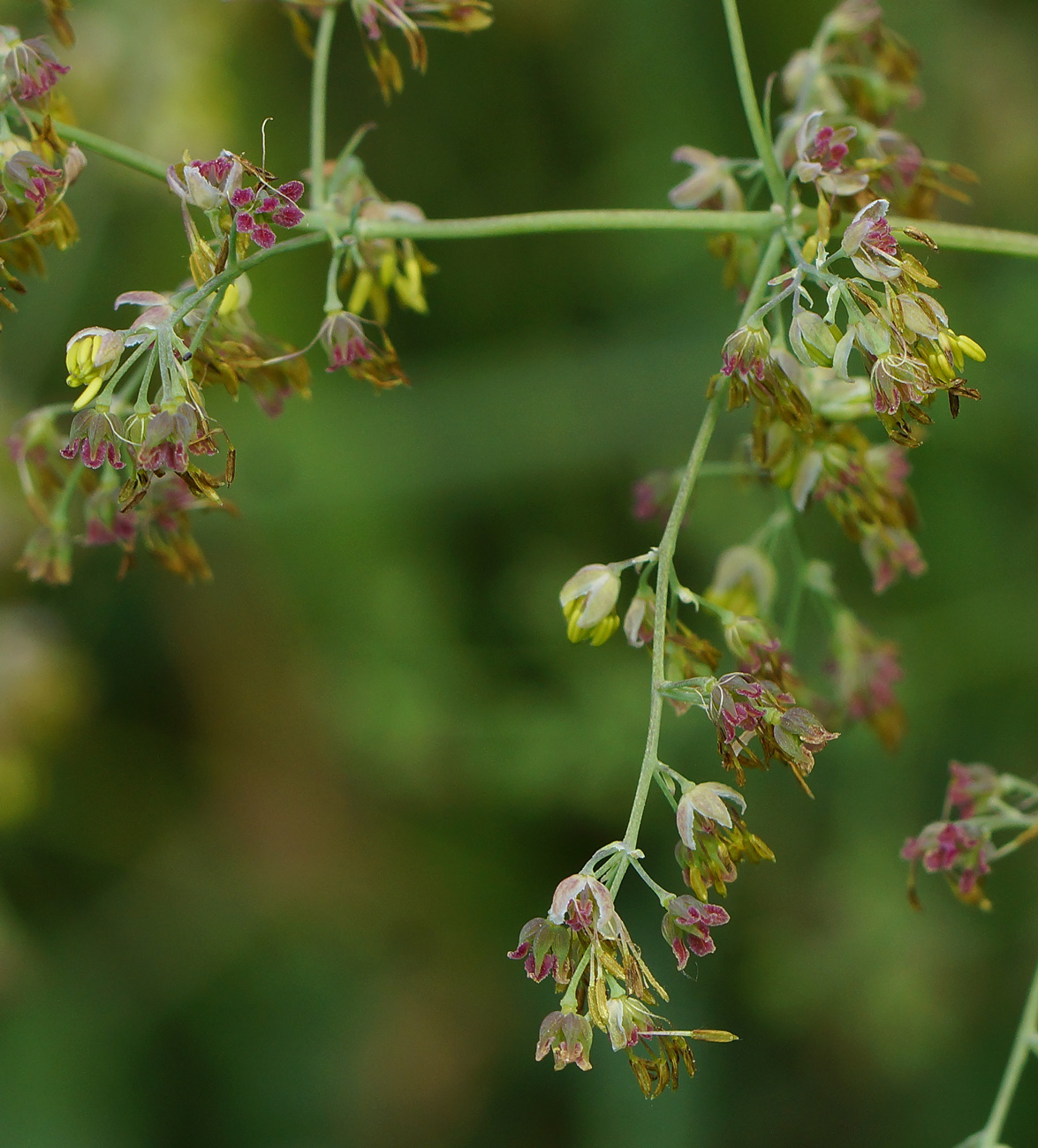 Image of genus Thalictrum specimen.