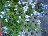 Plumbago auriculata