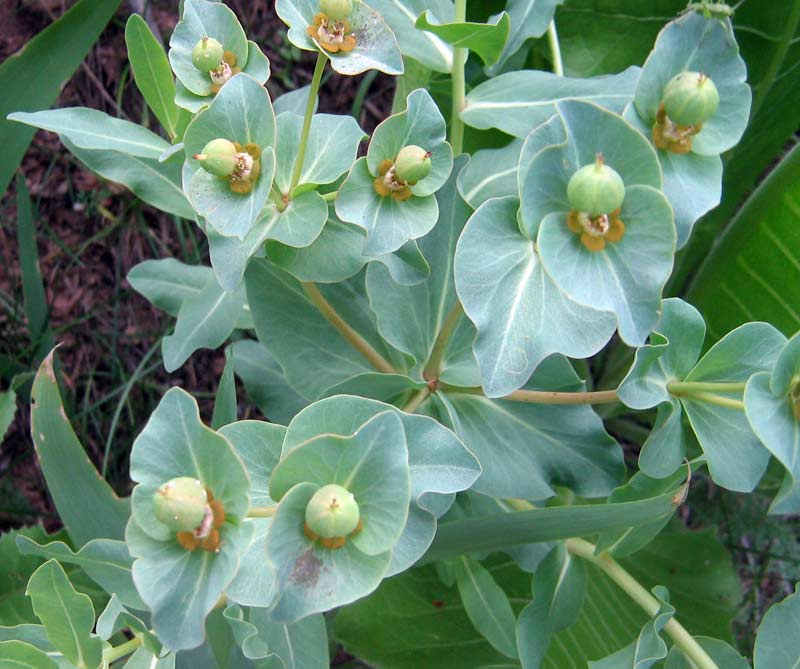 Image of Euphorbia yaroslavii specimen.