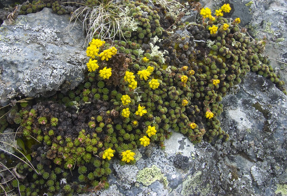 Image of Saxifraga scleropoda specimen.