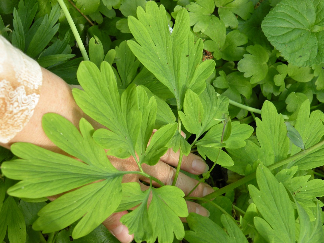 Image of Corydalis cava specimen.