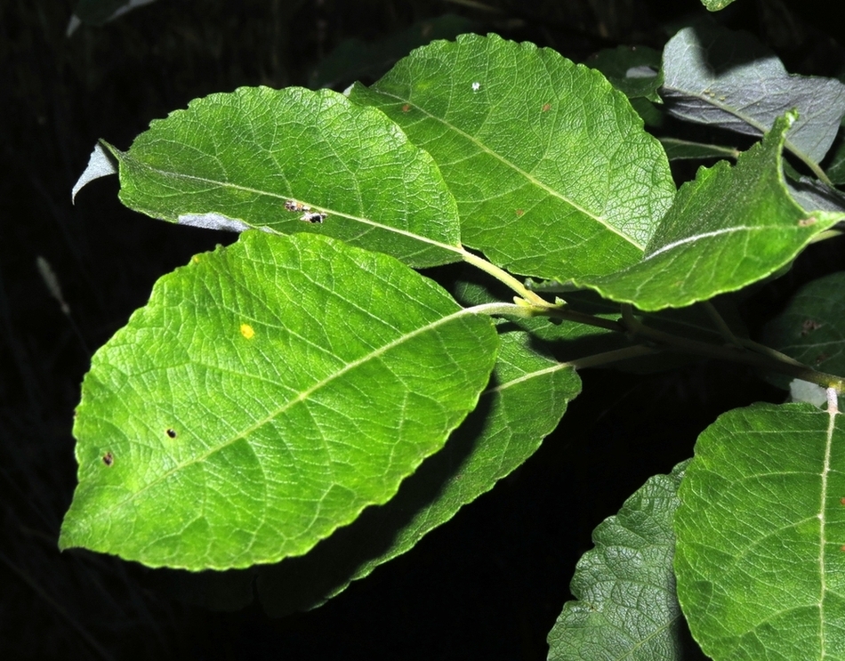 Image of Salix caprea specimen.