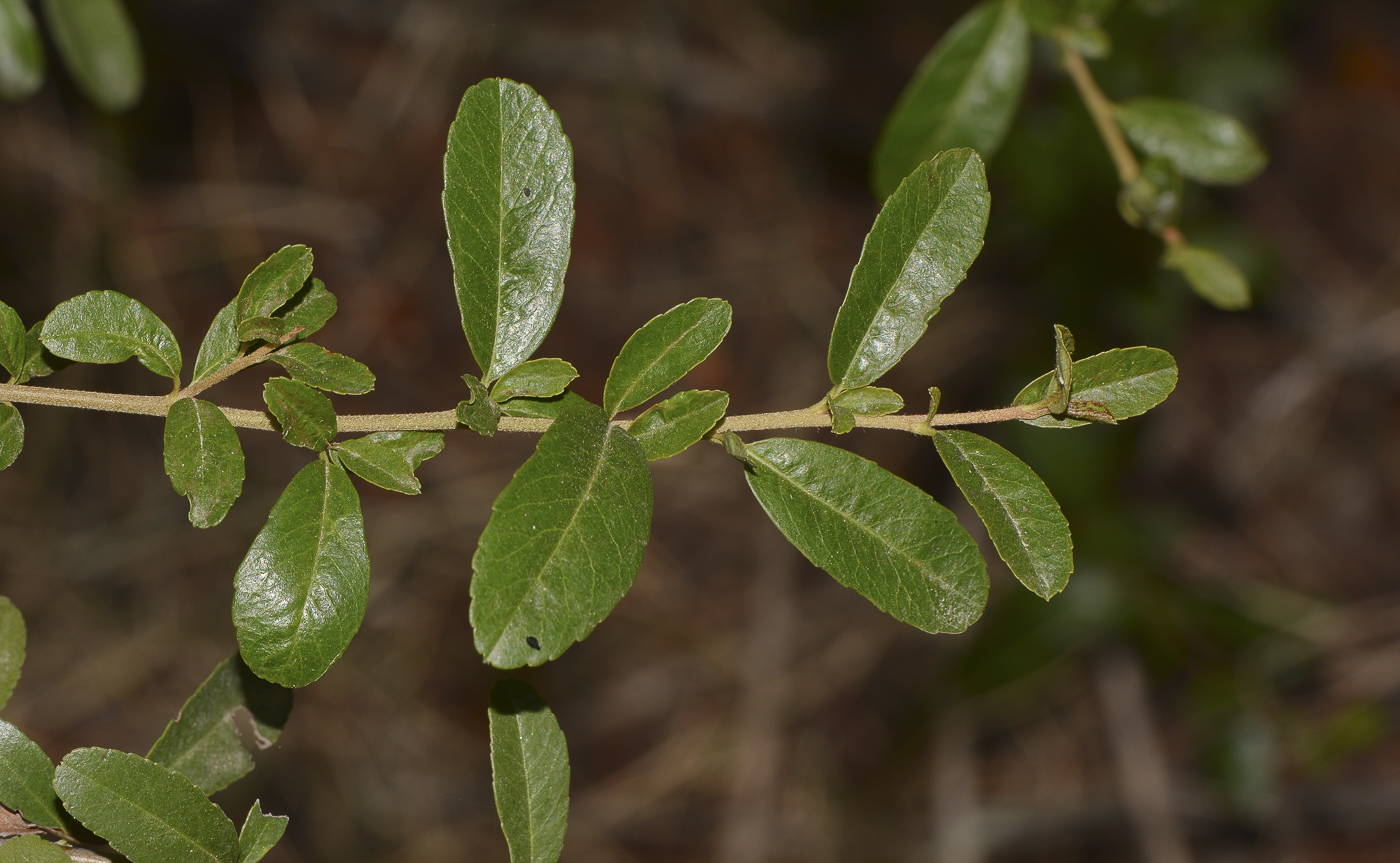 Image of Pyracantha rogersiana specimen.