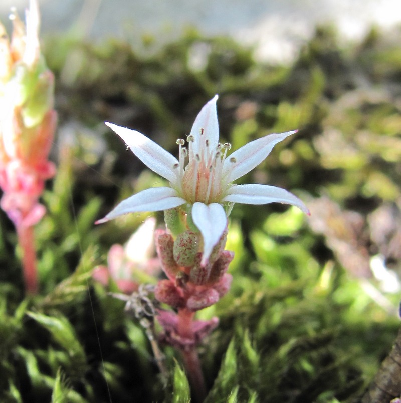 Image of Sedum corymbosum specimen.