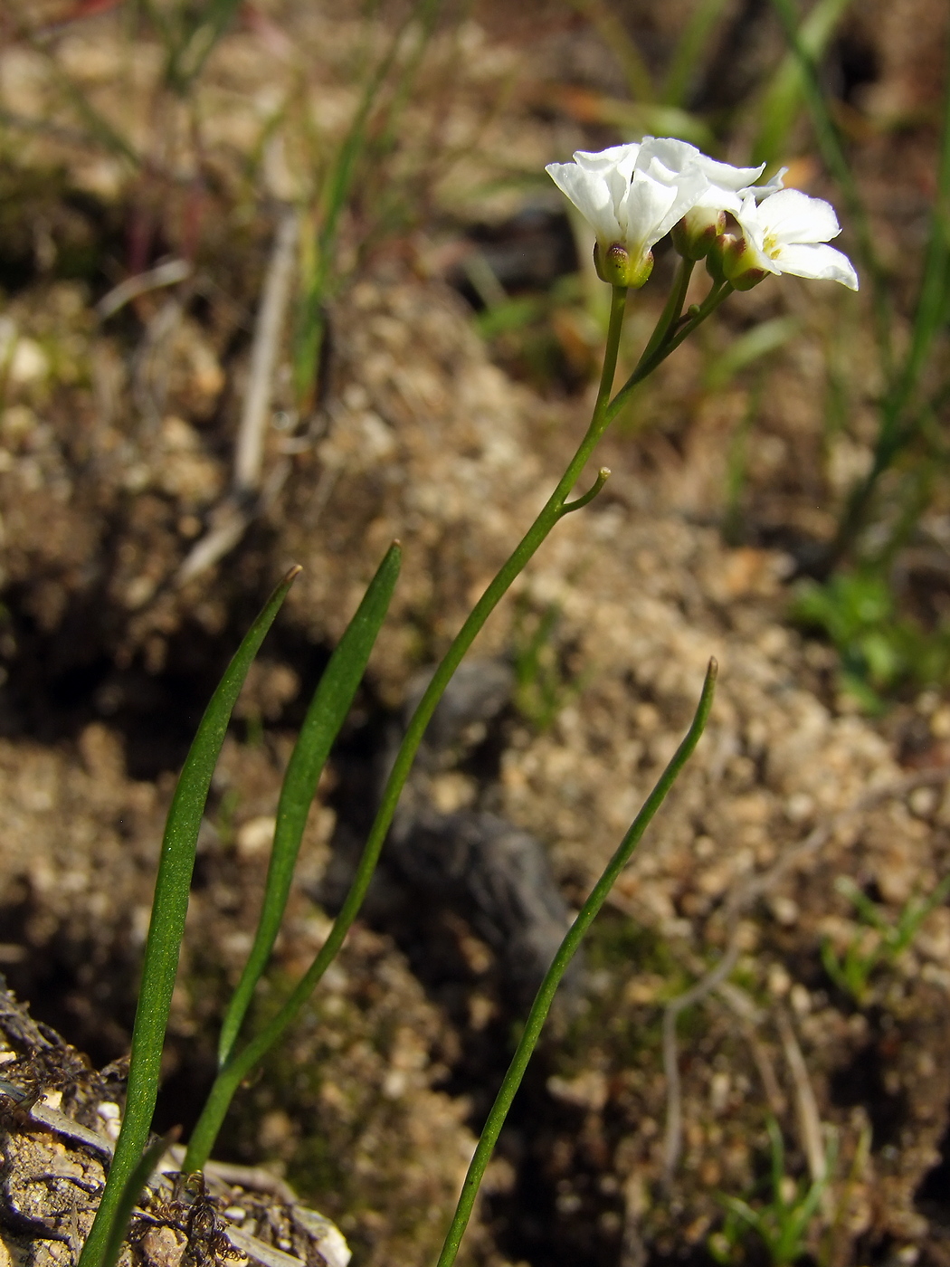 Изображение особи Cardamine victoris.