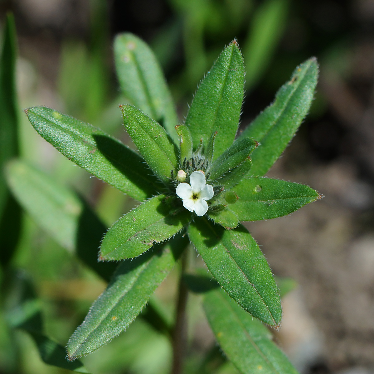 Image of Buglossoides arvensis specimen.