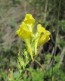 Linaria genistifolia. Верхушка побега с соцветием и незрелыми плодами. Кабардино-Балкария, Эльбрусский р-н, долина р. Ирик, ок. 2300 м н.у.м., субальпийский луг. 05.08.2018.