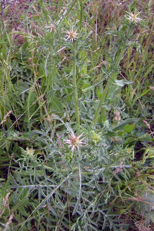 Image of Centaurea iberica specimen.