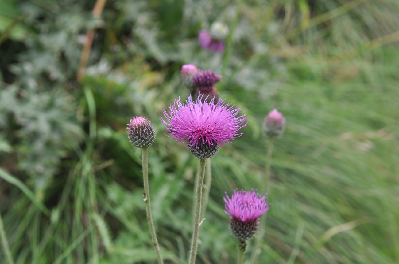 Image of genus Carduus specimen.