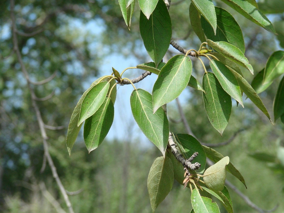 Image of Populus suaveolens specimen.