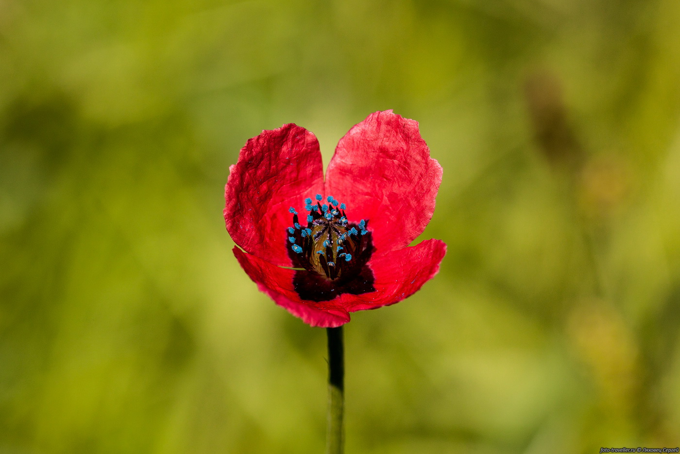 Изображение особи Papaver hybridum.