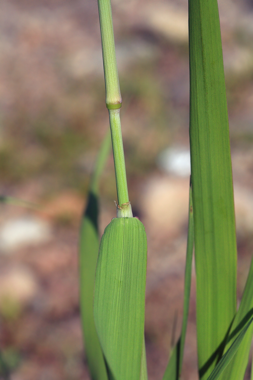 Image of Alopecurus arundinaceus specimen.