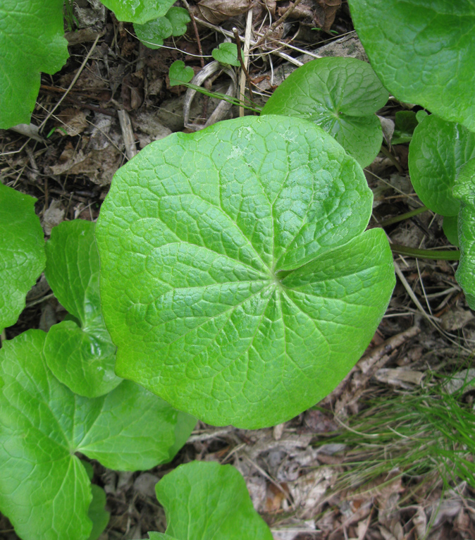 Image of Valeriana tiliifolia specimen.