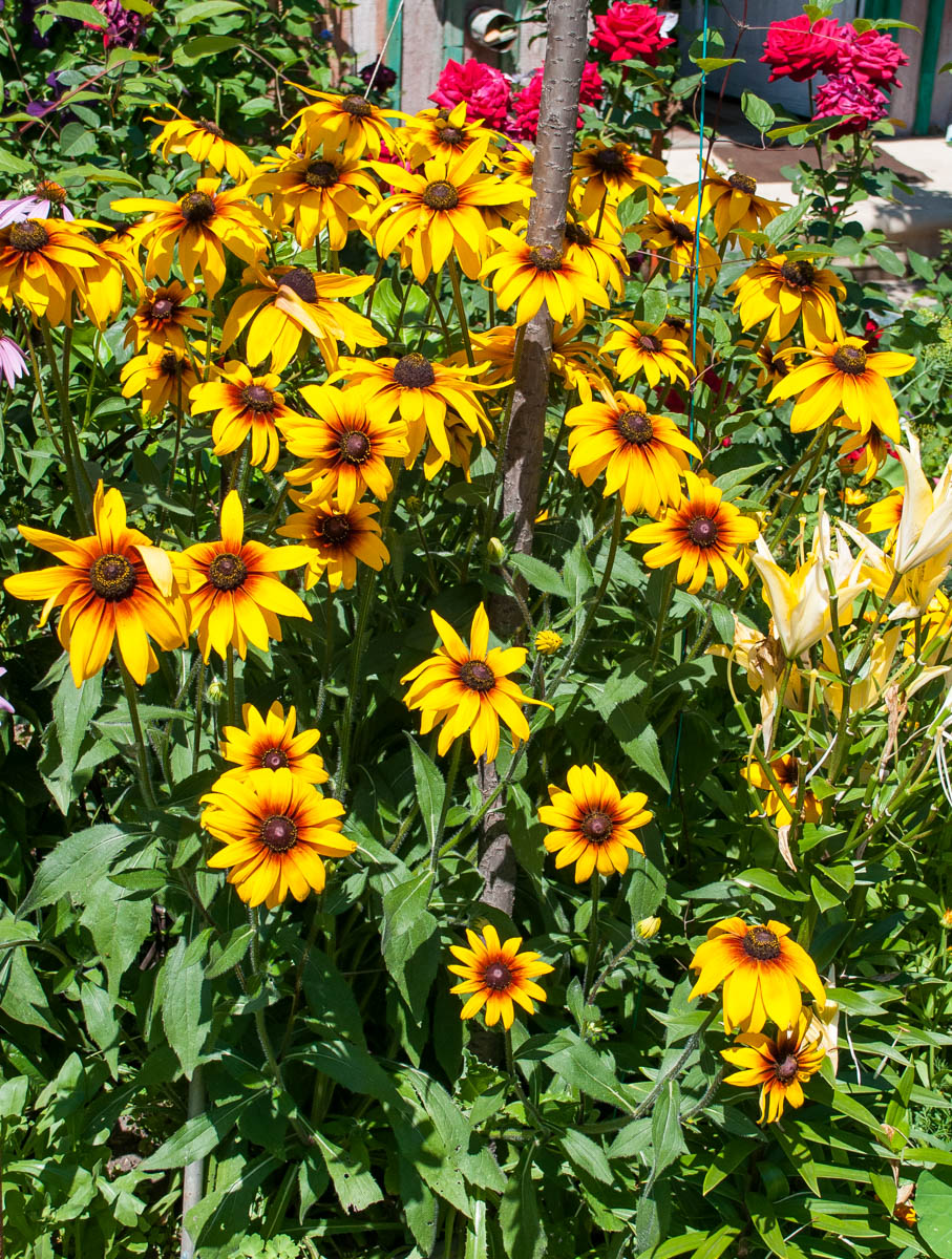 Image of Rudbeckia hirta specimen.