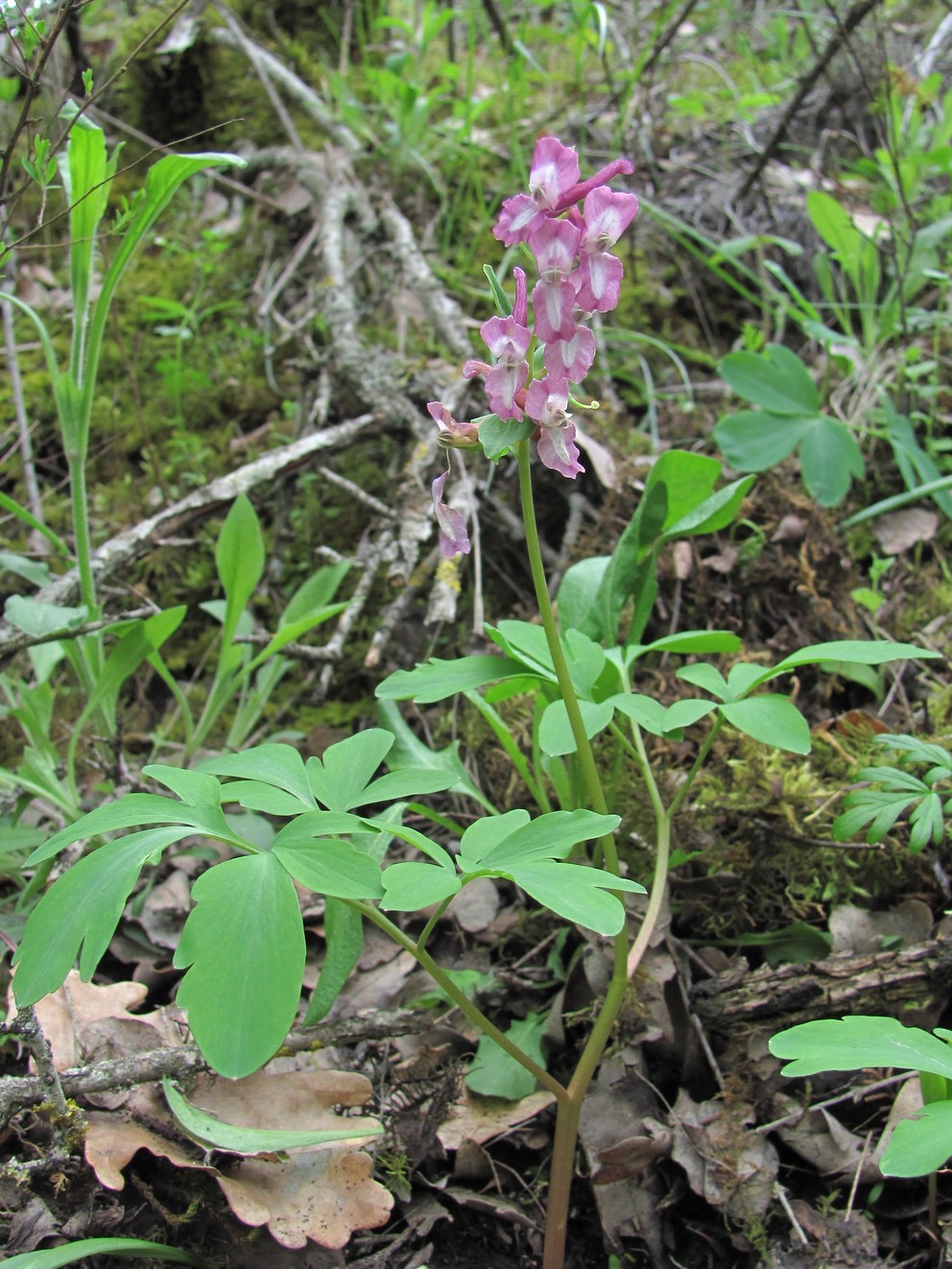 Image of Corydalis cava specimen.