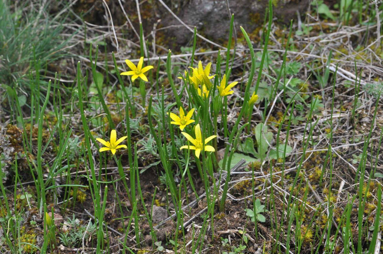 Изображение особи Gagea liotardii.