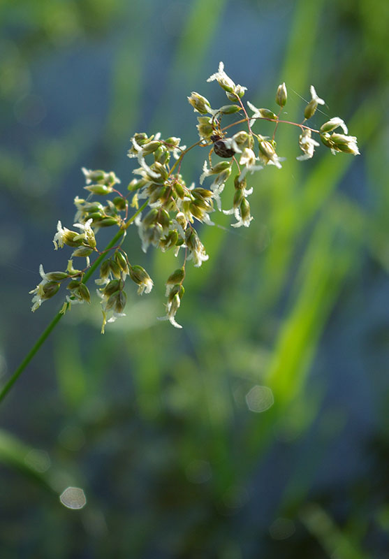 Image of Hierochloe odorata specimen.