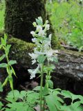 Corydalis cava. Соцветие. Дагестан, г/о Махачкала, гора Тарки-Тау, лес. 21.04.2019.