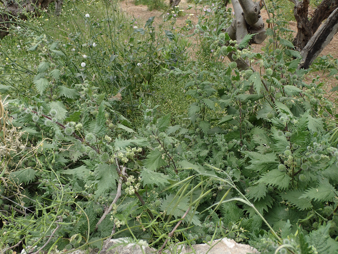 Изображение особи Urtica pilulifera.