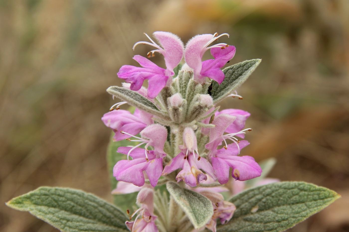 Image of Phlomis thapsoides specimen.