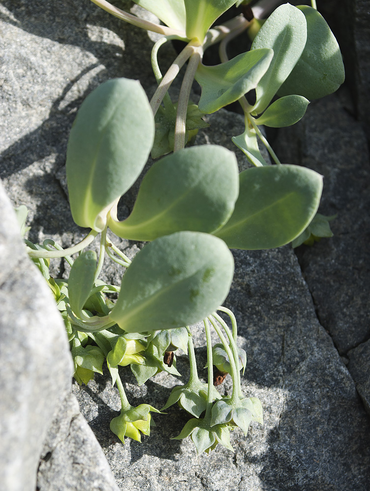 Image of Mertensia maritima specimen.