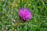 Cirsium ligulare. Верхушка побега с соцветием. Сербия, национальный парк Тара, плоскогорье Равна Тара, западный берег оз. Заовине, окраина луга. 11.07.2019.