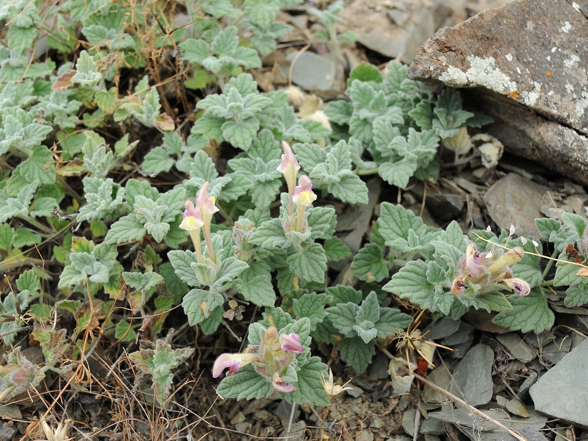 Image of Scutellaria karatavica specimen.