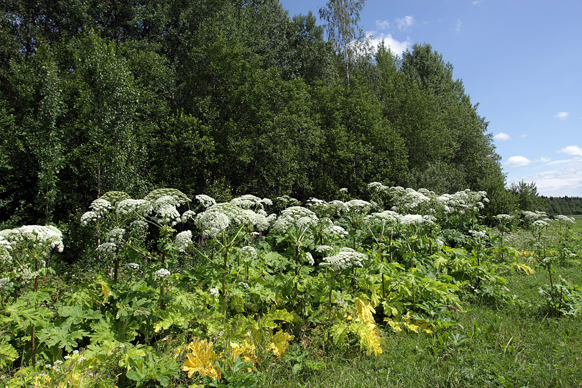 Image of Heracleum sosnowskyi specimen.