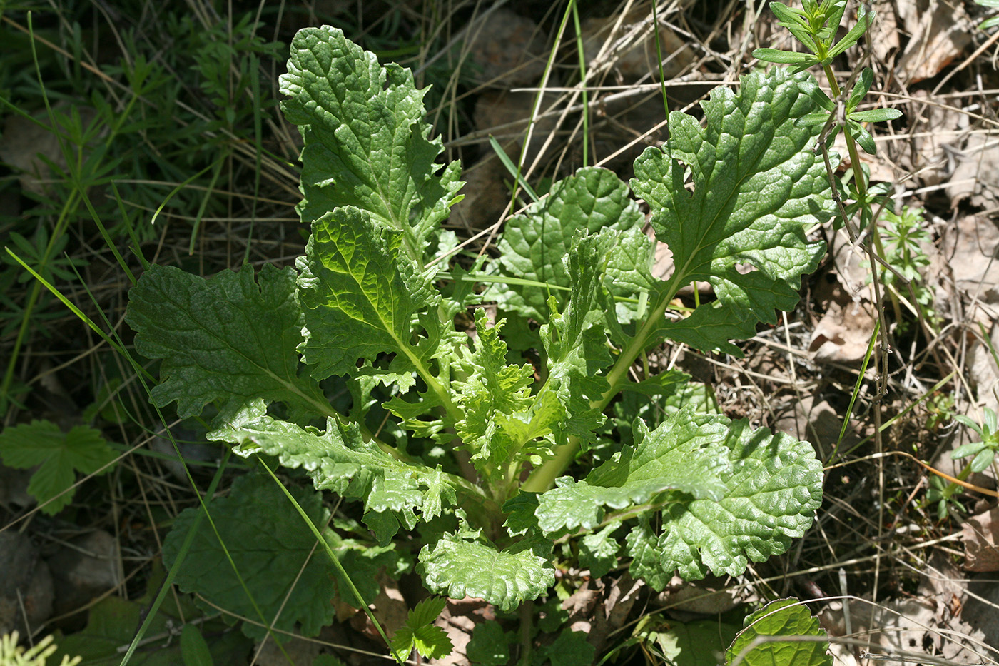 Изображение особи Senecio jacobaea.