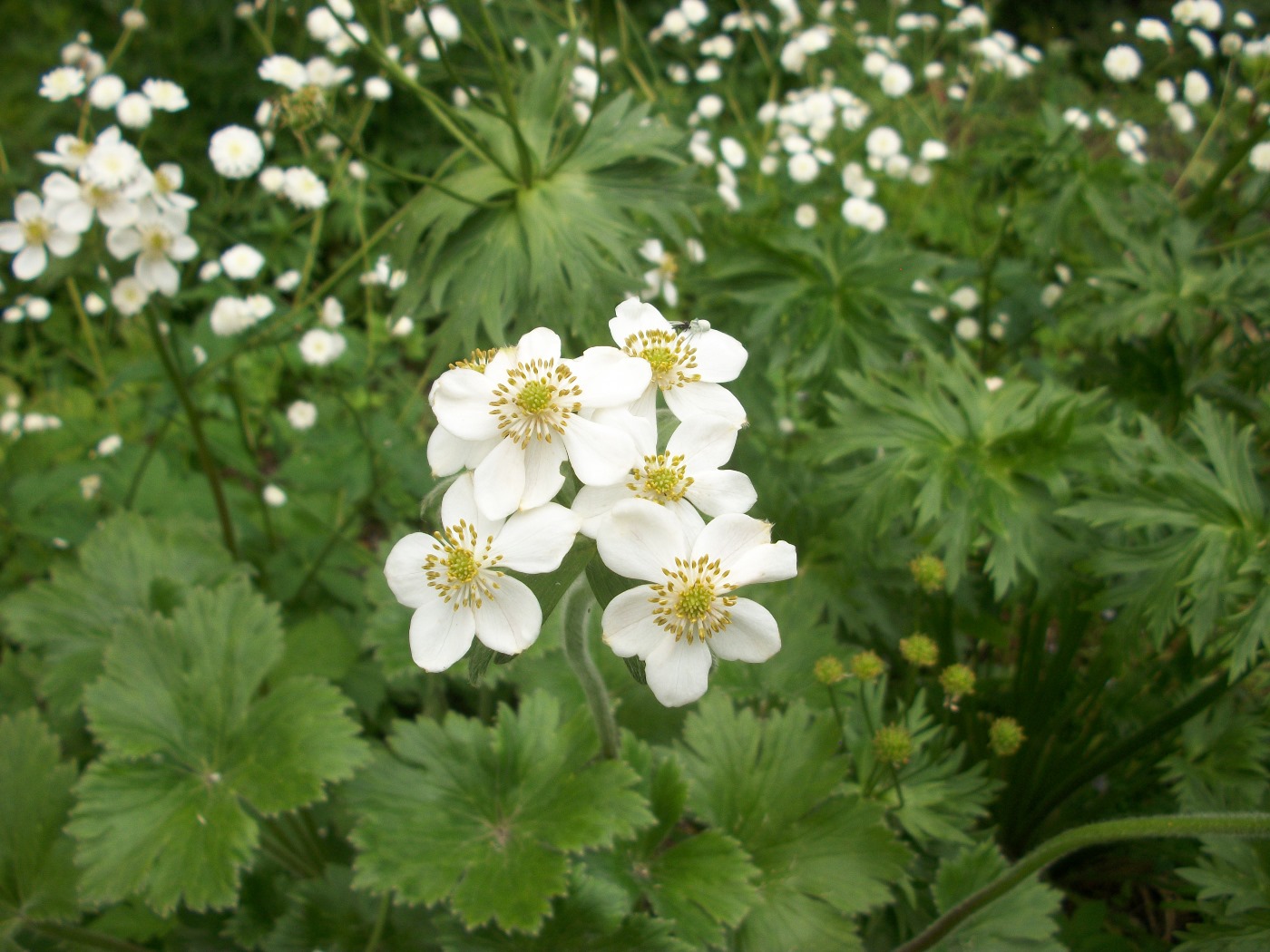 Image of Anemonastrum polyanthes specimen.