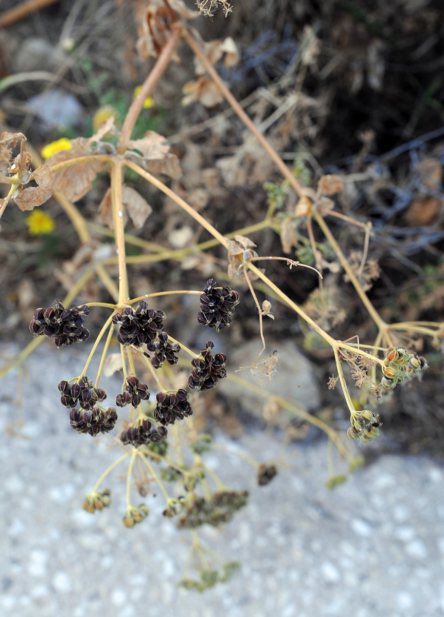 Image of Smyrnium olusatrum specimen.