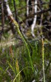 Carex sylvatica. Верхушки отцветающих побегов. Республика Адыгея, г. Майкоп, южная окраина, водораздельный хребет Нагиеж-Уашх, опушка дубово-буково-грабового леса. 18.04.2020.