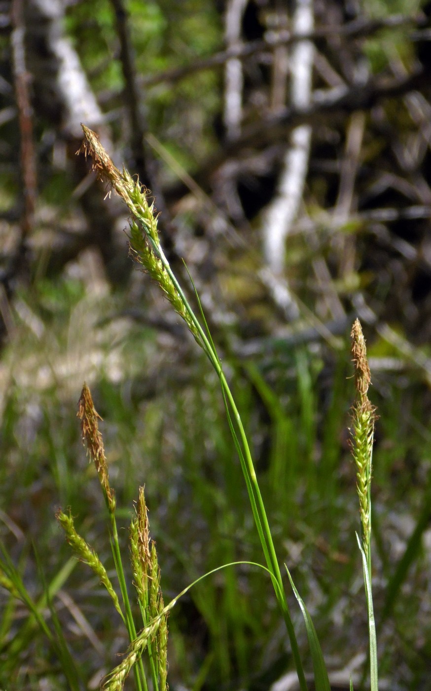 Изображение особи Carex sylvatica.