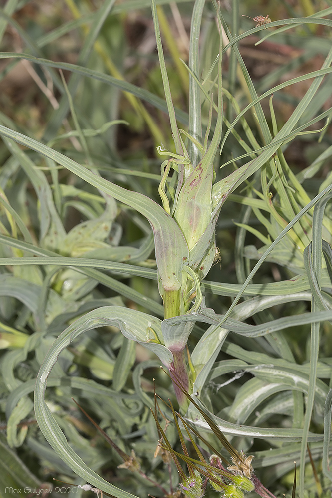 Image of Tragopogon dubius specimen.