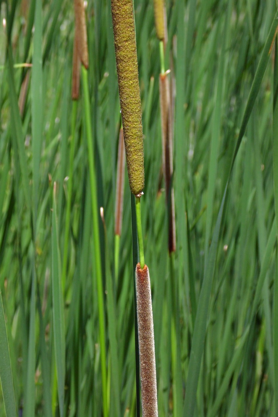 Изображение особи Typha angustifolia.