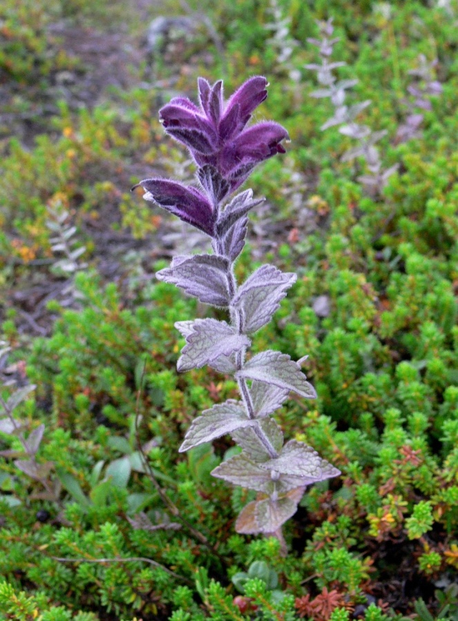 Изображение особи Bartsia alpina.