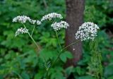 Valeriana officinalis. Верхушка побега с соцветием. Московская обл., окр. г. Железнодорожный, опушка смешанного леса. 05.07.2020.