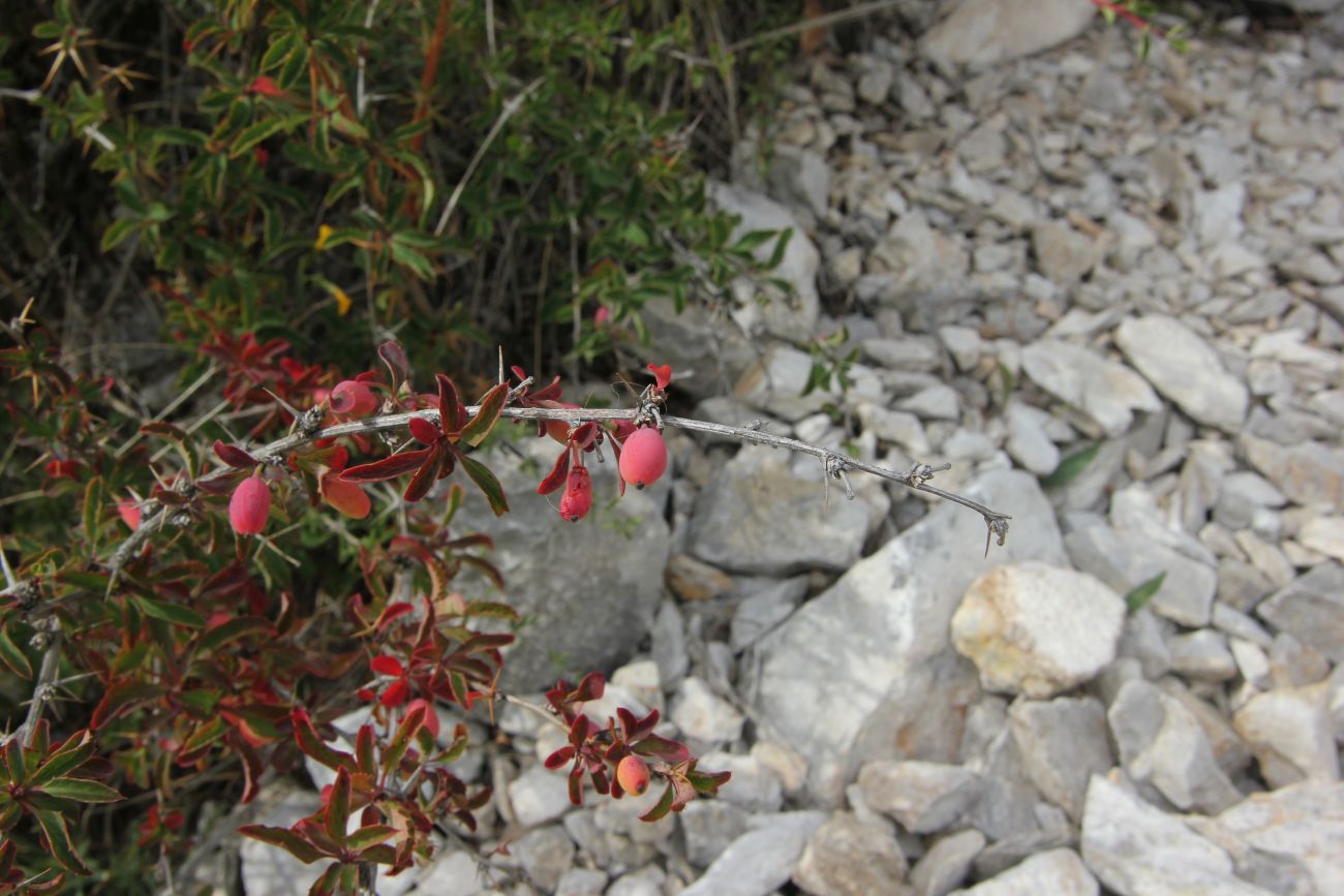 Изображение особи Berberis sibirica.