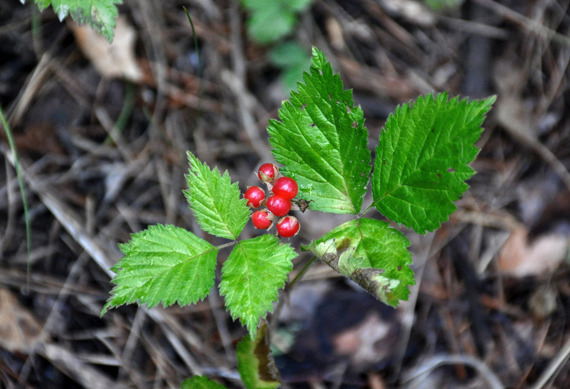 Изображение особи Rubus saxatilis.