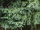 View full-size image Torreya grandis