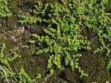 Herniaria glabra. Цветущее и плодоносящее растение. Нидерланды, провинция Гелдерланд, г. Гендт, Гендтский польдер, берег старицы реки Ваал (основной рукав в дельте Рейна). 4 сентября 2010 г.