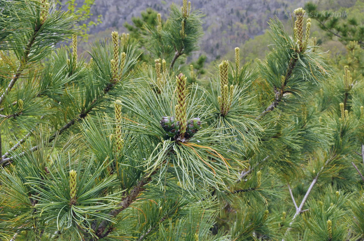 Изображение особи Pinus pumila.