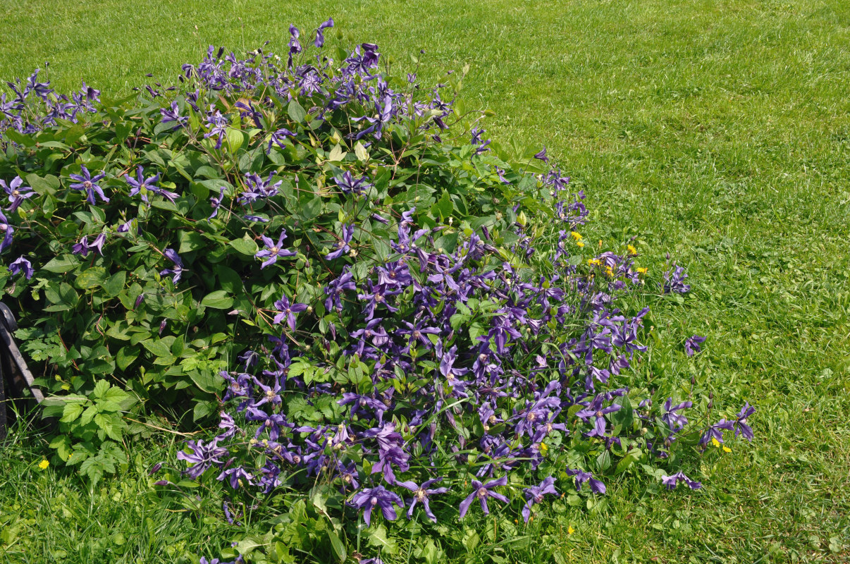 Image of Clematis &times; jackmanii specimen.