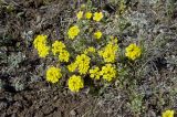 Alyssum lenense. Цветущее растение. Бурятия, Кижингинский р-н, окр. с. Кижинга, падь Сужа, склон каменистой сопки. 19.05.2021.