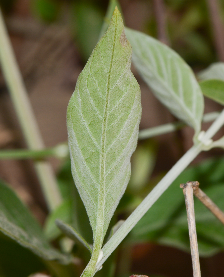 Image of Alternanthera porrigens specimen.