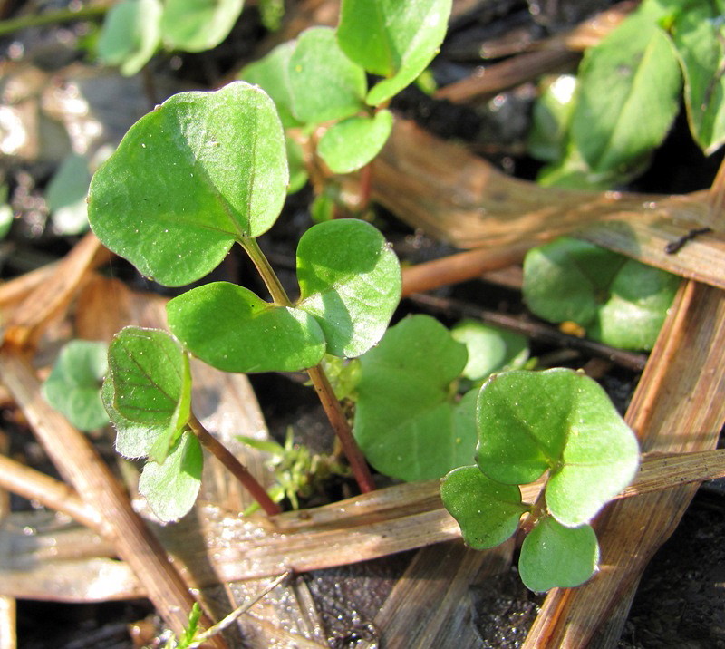 Image of Cardamine amara specimen.