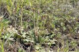 Taraxacum serotinum