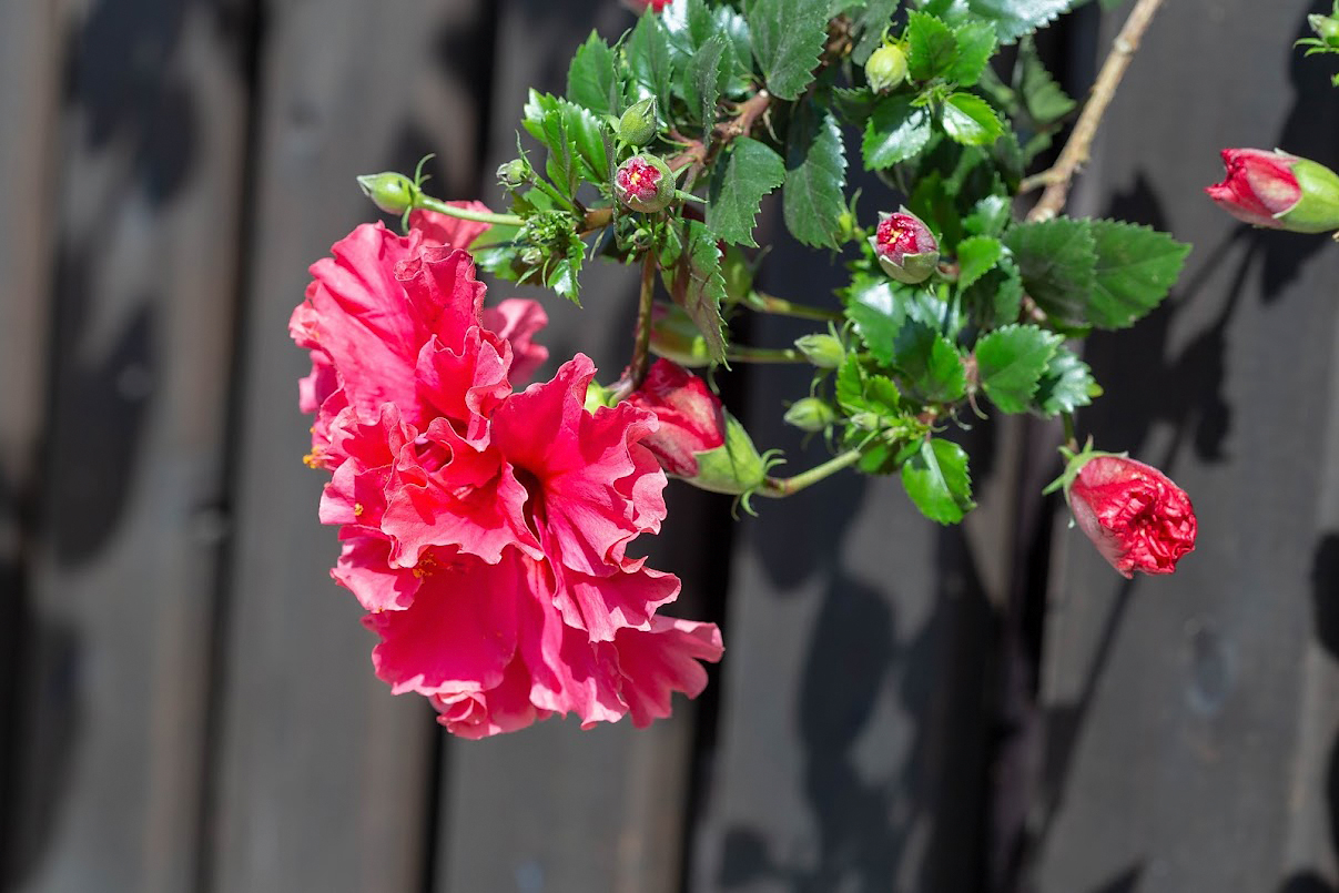 Image of Hibiscus rosa-sinensis specimen.