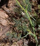 Ridolfia segetum. Нижняя часть растения. Израиль, Нижняя Галилея, г. Верхний Назарет, клумба. 26.05.2021.